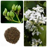 Graines de Lilas Blanc ‘Alba’ 100 g – Arbuste fleuri – Parfum intense