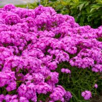 2000 pièces Semences de Phlox rose vivace + engrais inclus – Plante à fleurs pour jardin extérieur, attire les papillons