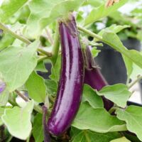 Coffret Graines Potager – Aubergine, Piment, Carotte, Concombre – 1100 Graines – Culture Maison