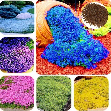 LEDANDER Graines de fleurs sauvages, graines de fleurs de jardin, plantes couvre-sol de jardin, six fois plus de graines bleues 8000 grains + engrais