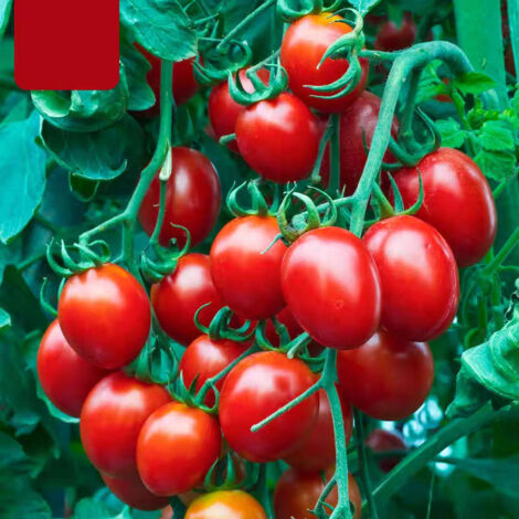 200 graines de tomates, graines de fruits, graines de fruits du millénaire