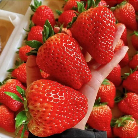 200 grosses fraises Dandong, graines de fraises, graines de fruits, sucrées et grosses