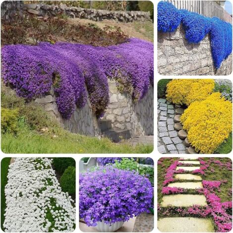 20 000 graines de thym, plante couvre-sol, vivace, graines de thym rampant, adaptées à la plantation en jardin, multicolores