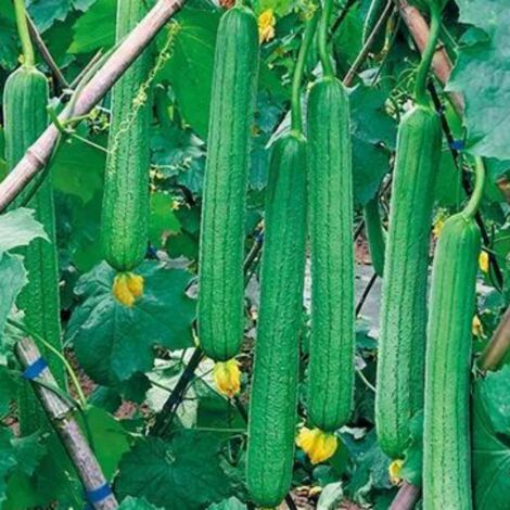 Graines de luffa (90 graines), graines de légumes horticoles, adaptées à la plantation de légumes et de fruits, avec un taux de germination élevé. (1/4)