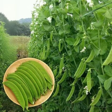 Graines de pois mange-tout (90 graines),graines de légumes, peuvent être utilisées pour cultiver des légumes et des fruits,taux de germination élevé. (1/4)