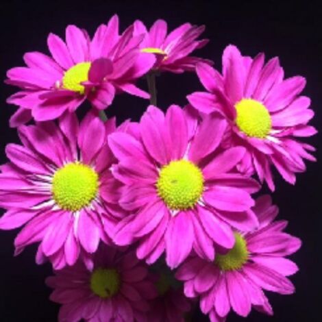 2000 graines de marguerites violettes, graines de fleurs, naturellement parfumées, plantes ornementales de jardin, engrais inclus. (1/5)