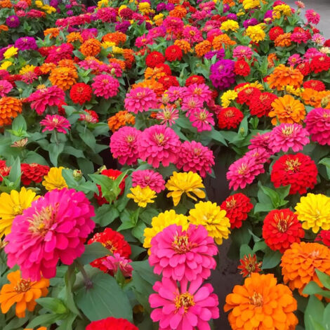 Graines de zinnia colorées (3000 graines), peuvent être semées toute l'année, graines de fleurs sauvages non OGM, graines de zinnia, avec engrais. (1/5)