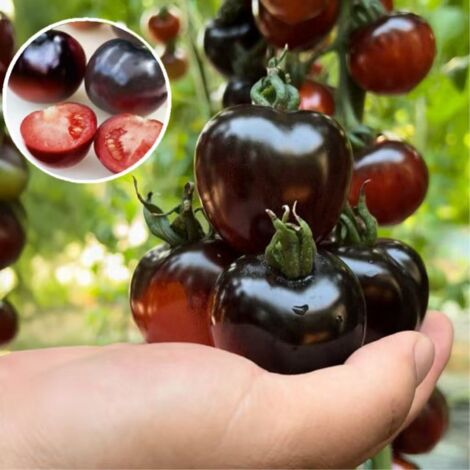 Graines de tomates cerises noires (300 graines), graines de légumes traditionnelles, non OGM, adaptées à la plantation en extérieur. (1/5)