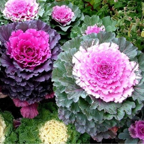 Plus de 300 graines de chou frisé, graines de légumes, laitue romaine, chou frisé ornemental multicolore, graines pour le jardinage à domicile (1/5)