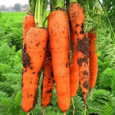 Graines de carottes (400 graines), graines de légumes toutes saisons, adaptées à la plantation de légumes et de fruits, taux de germination élevé. (1/4)