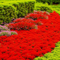 50 000 graines de thym – graines de plante couvre-sol, vivace – parfaites pour la plantation au jardin (rouge)