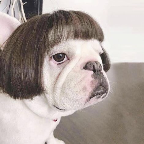 Perruque pour Chien, Déguisement Canin pour Fêtes et Cosplay, Accessoire Festif pour Animaux