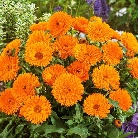 1000 Graines de Souci Officinal – Calendula Pacific Beauty Mix, Fleurs Colorées, Jardin et Conteneurs (1/5)