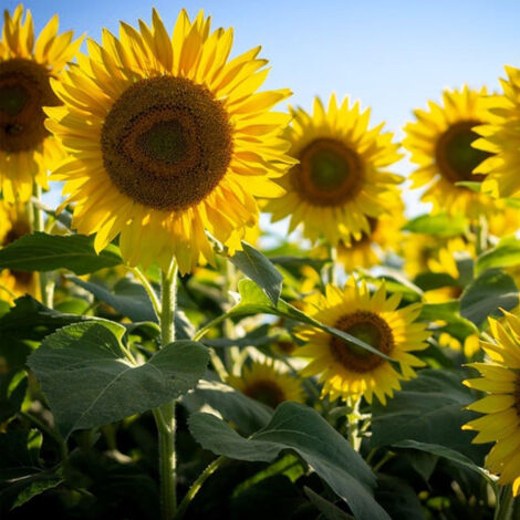 Graines de Tournesol 2000 – Plante Ornementale, Haute Production, Tige Courte, Semis Facile Jardin (1/5)