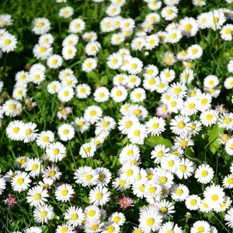 Graines de Fleurs Marguerite 2000 – Semis Intérieur et Extérieur, Jardin, Balcon, Pots et Conteneurs (1/5)