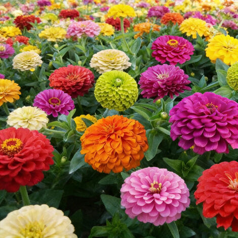2000 Graines de Zinnia Mélange – Graines de Fleurs Colorées, Fleurs Éclatantes, Pots et Extérieur (1/5)