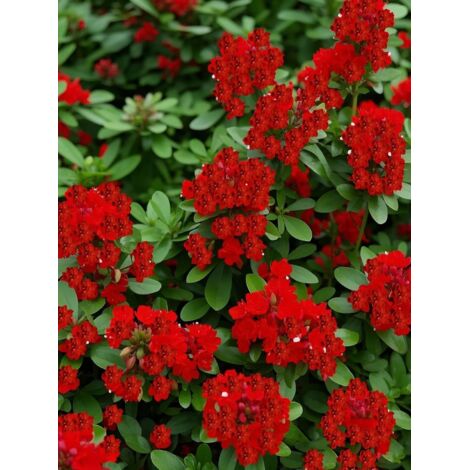 Graines de Thym Rampant Rouge 10000 pcs – Plante Couvre-Sol Rustique – Jardin