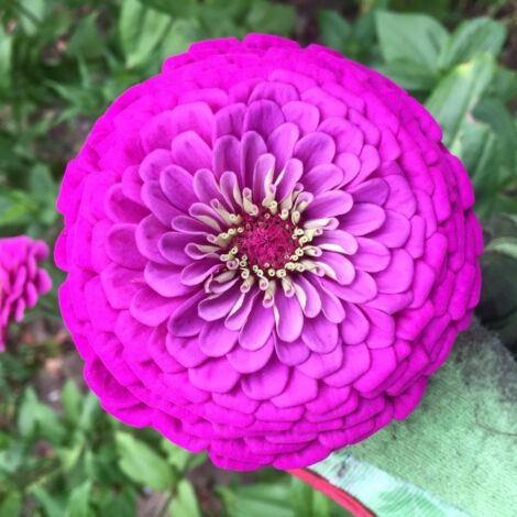 Graines Fleurs Zinnia Violet Elegans – 1000 pcs, Floraison Longue Durée, Engrais Inclus, Plantes Jardin (1/5)