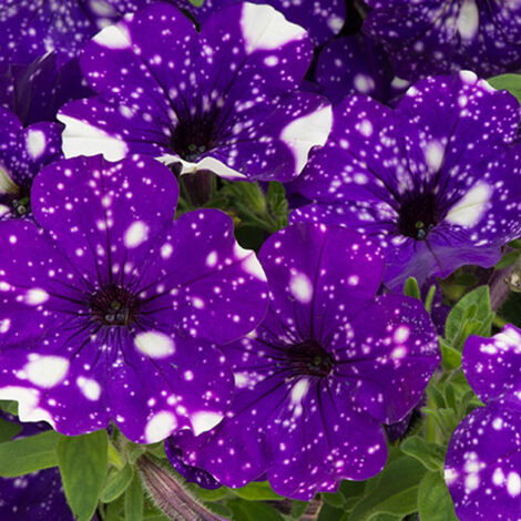 Graines de Pétunia Night Sky 3000 – Semences Annuelles – Jardin et Suspensions – Fleurs Colorées (1/5)