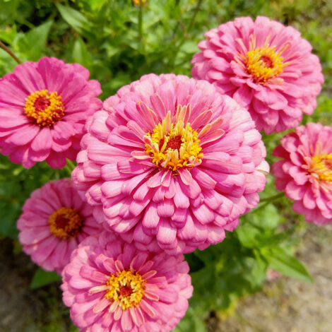 1000 Zinnia Seeds – Mélange Folle, Patrimoniales, Non Traitée, Couleurs Variées pour Plantations – Rose (1/5)