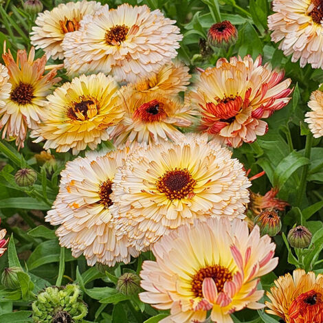 Graines Calendula Officinalis Pacific Beauty 2000 Graines – Non OGM – Facile À Semer – Floraison Abondante pour Jardin (1/5)