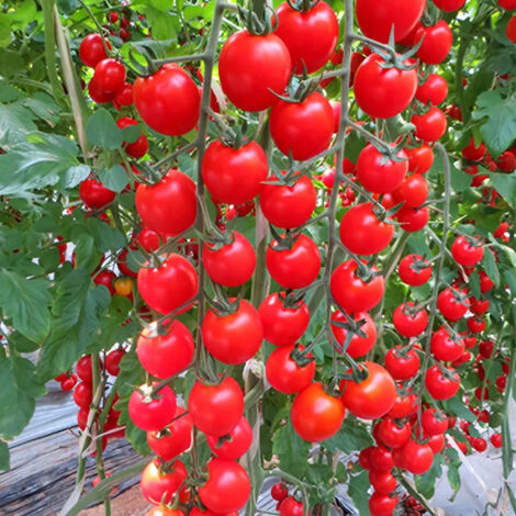 Tomates Cerises Rouges 500 Graines – Heirloom Non OGM – Variété Indéterminée – Douces et Juteuses (1/5)