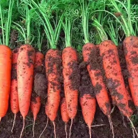 Graines de Carotte 200 pcs – Variété Orange – Potager (1/5)