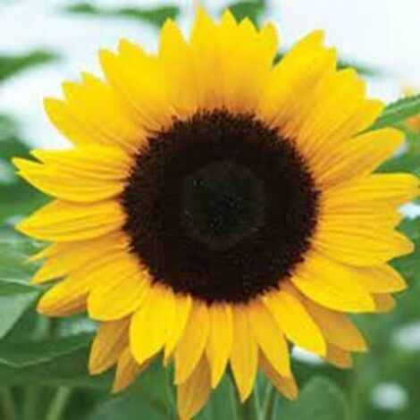 Graines de Tournesol 200 pcs – Grandes Fleurs – Jardin (1/5)