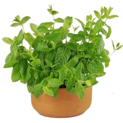 Graines de Cataire 100 g – Plante Aromatique – Attire Chats (1/4)
