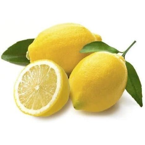 Graines de Citronnier 20 pcs – Agrume Parfumé – Pot Jardin (1/5)
