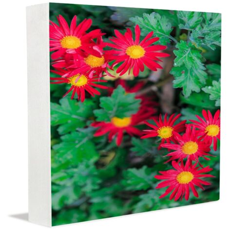 Plaque photo commémorative en cadeau, indispensable au bureau pour les femmes et les étudiantes : panneau décoratif pour la maison ou le bureau. (1/5)