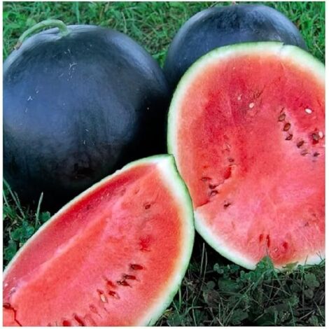 20 pièces Semences Pastèque Noire – Graines de Fruits pour Jardin, Culture Potager Maison, Récolte Abondante (1/3)