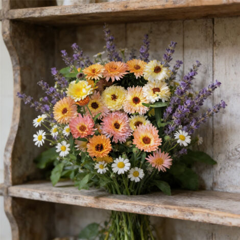Lot de Graines Fleurs – 1000 Calendula Souci + 1500 Lavande + 2000 Camomille, Mélange Non-OGM, Floraison Longue Durée, Jardin et Balcon (1/5)