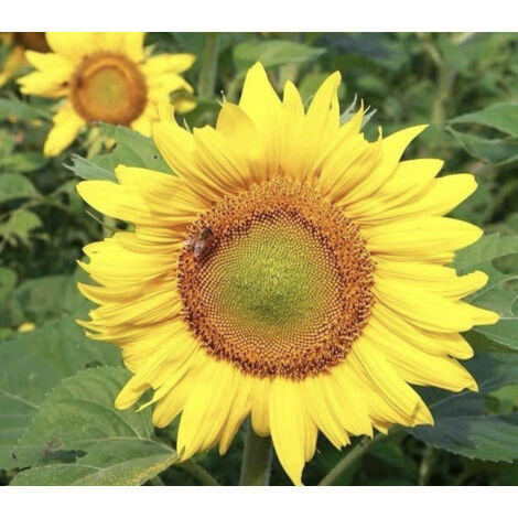 Graines de tournesol jaune – 500 graines – Attire les insectes pollinisateurs – Fleurs colorées – Idéal pour cours et jardins (1/4)