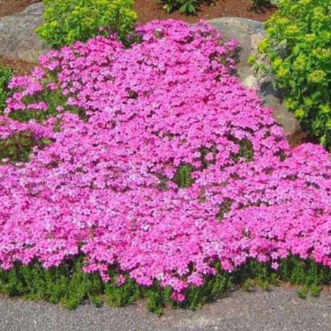 Graines de Phlox subulata rose – 1000 graines pour jardin et potager, Graines de fleurs faciles à cultiver, Couvre-sol vivace, Rustique (1/4)