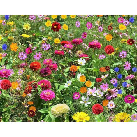 20000 graines de fleurs sauvages mélangées – Faciles à cultiver – Fleurs colorées – Attire les insectes pollinisateurs – Floraison toute saison – Pour cours et jardins
