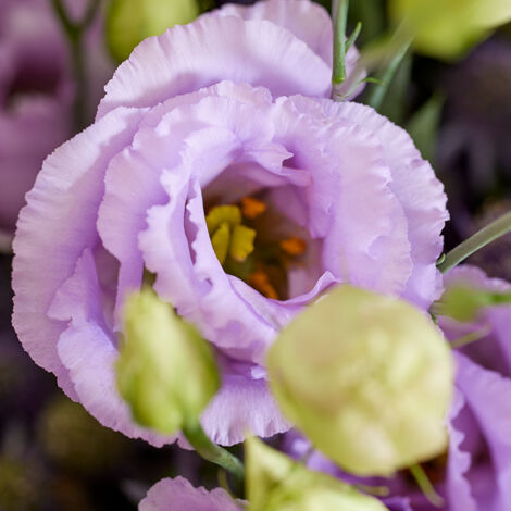 1000 Graines de Lisianthus Lavande Clair Lucita – Eustoma Fleur Double Élégante, Floraison Abondante pour Jardin et Balcon