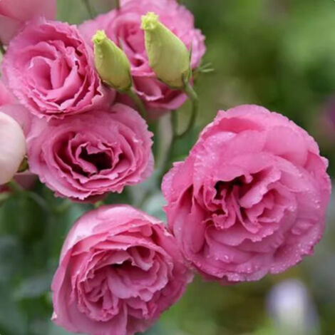 1000 Graines de Lisianthus Rose Foncé – Eustoma Fleur Double Élégante, Idéal Massifs et Culture en Pot