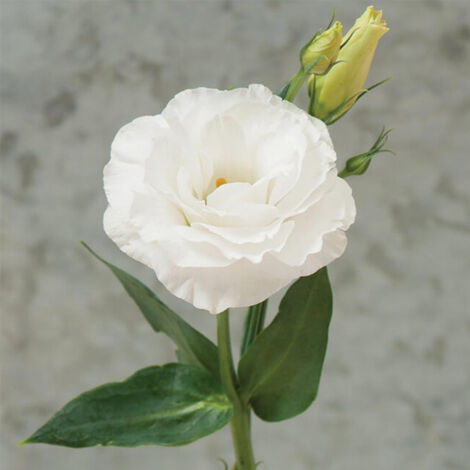 1000 Graines de Lisianthus Blanc – Eustoma Fleur Double Pure, Idéal Décoration Jardin, Terrasse et Pots