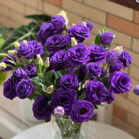 1000 Graines de Lisianthus Violet – Eustoma Grandiflorum, Fleurs Doubles Ornementales pour Jardin et Balcon