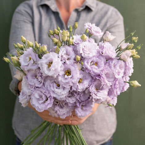 1000 Graines de Lisianthus Couleur Lavande – Eustoma Grandiflorum, Fleurs Doubces et Romantiques pour Jardin