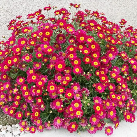 2000 Graines de petites marguerites rouges Soleil Ardent – Floraison Abondante – Convient pour le jardin, le balcon et les pots – Décoration de jardin extérieure (1/5)