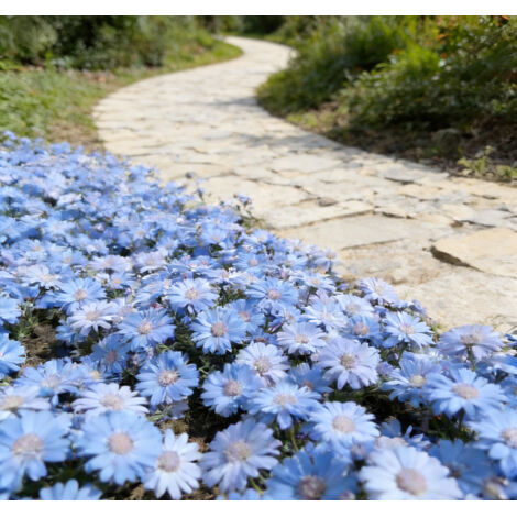 10000 Graines de petites marguerites bleues Lanma – Floraison Abondante – Convient pour le jardin, le balcon et les pots – Décoration de jardin extérieure (1/3)