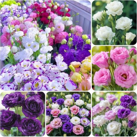 Graines de Lisianthus Mélangées 500pcs – Fleurs Lisianthus Double Couleur pour Jardin, Graines de Fleurs à Planter Facile