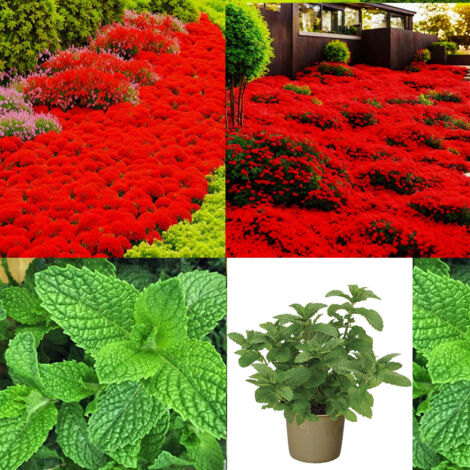 Kit Thym Rouge + Menthe Verte – 10000 Thym / 1000 Origan – Méditerranéen