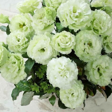 Lisianthus Lucita Vert Émeraude – 1000 Graines – Vivace Fleurs Doubles – Jardin (1/5)