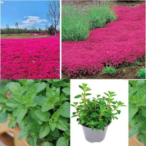 Kit Thym Rose + Origan Vert – 10000 Thym / 1000 Origan – Jardin Aromatique