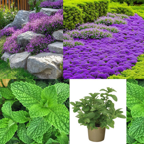 Kit Thym Violet + Menthe – 10000 Thym / 1000 Origan – Jardin Balcon