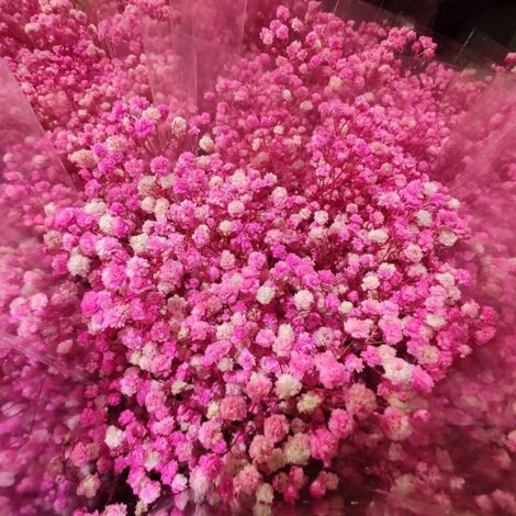 Gypsophile Rose – 1200 Graines – Fleurs Délicates Vivaces – Jardin
