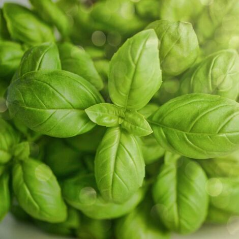 Basilic – 1000 Graines – Culture Facile – Potager Balcon